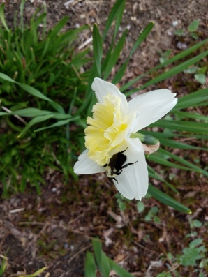 picture flower with bee may 2020
